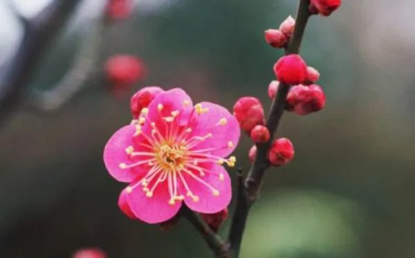 竹子 梅花 蜜蜂 路灯写一段话?