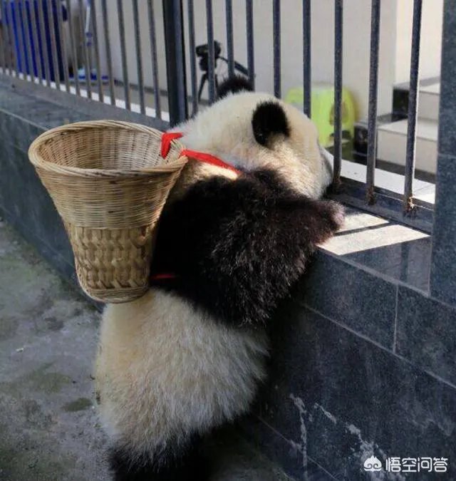 大家分享一下最搞笑的头像图片？