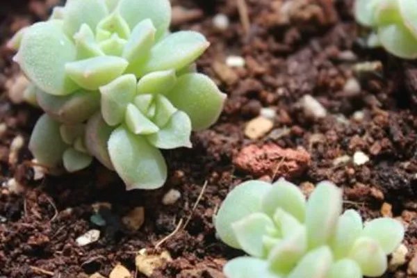 新手如何养多肉