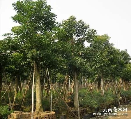 秋枫树的介绍