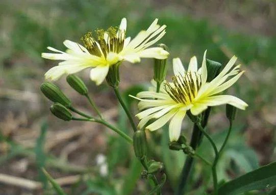 苦麻子花学名是什么
