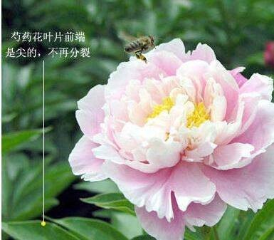 关于牡丹花的资料