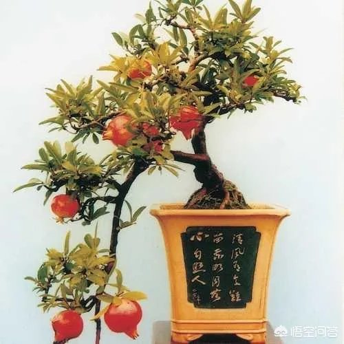 怎么种植果树盆景?