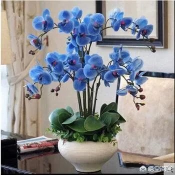 家庭养花自制花肥的办法有哪些?