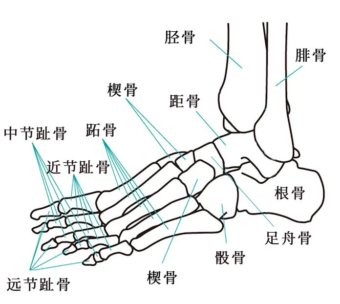 人体骨骼结构图 人体骨骼名称及数量