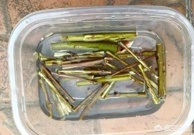 家庭养花自制花肥的办法有哪些?