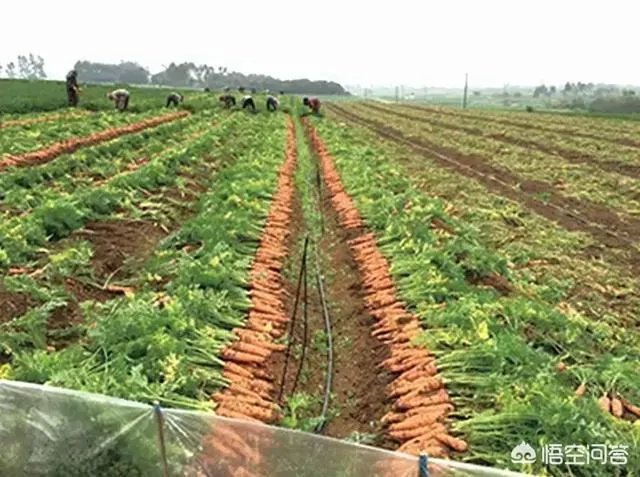水溶肥料替代复合肥的理由是什么?