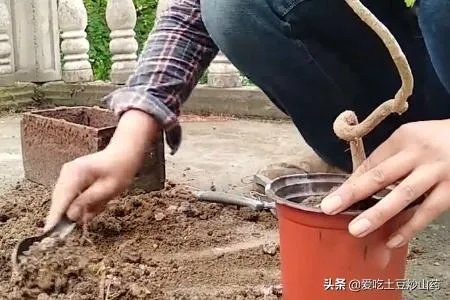银杏盆景制作方法？
