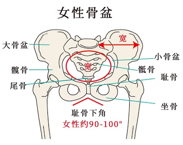 人体骨骼结构图 人体骨骼名称及数量