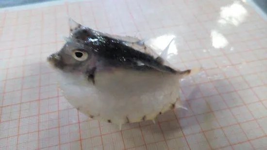 长牛角的硬壳鱼是什么鱼 进来看看认识不