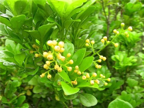 米兰花怎么养 让米兰开满花的窍门