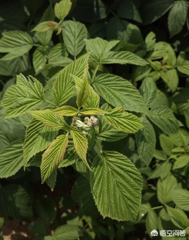 如何种植红树莓？