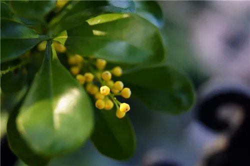 米兰花怎么养 让米兰开满花的窍门