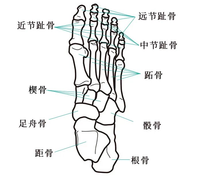 人体骨骼结构图 人体骨骼名称及数量
