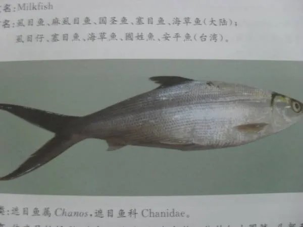 遮目鱼的人工养殖