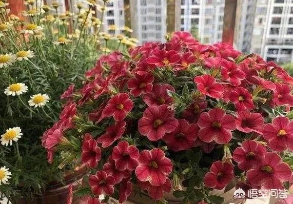家庭养花自制花肥的办法有哪些?