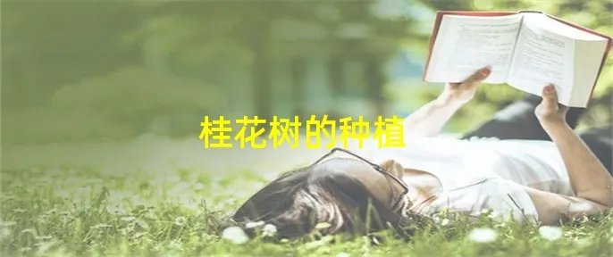 桂花树的种植
