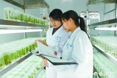 农业科技创新?