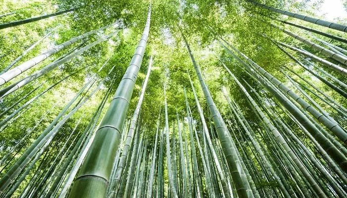鲜竹笋的处理及做法 新鲜竹笋的处理方法和做法