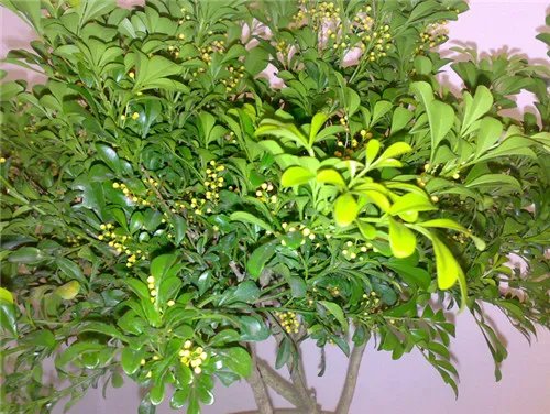米兰花怎么养 让米兰开满花的窍门