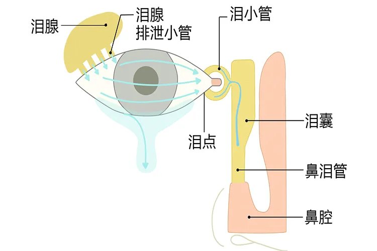 眼部位置图解