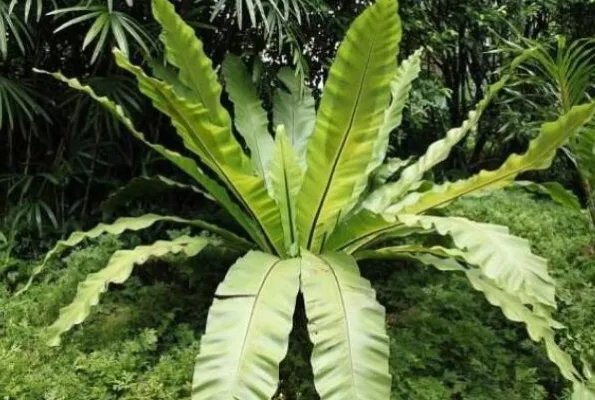 最知名的十大热带雨林植物,鹿角蕨上榜,第八被誉为世界花王