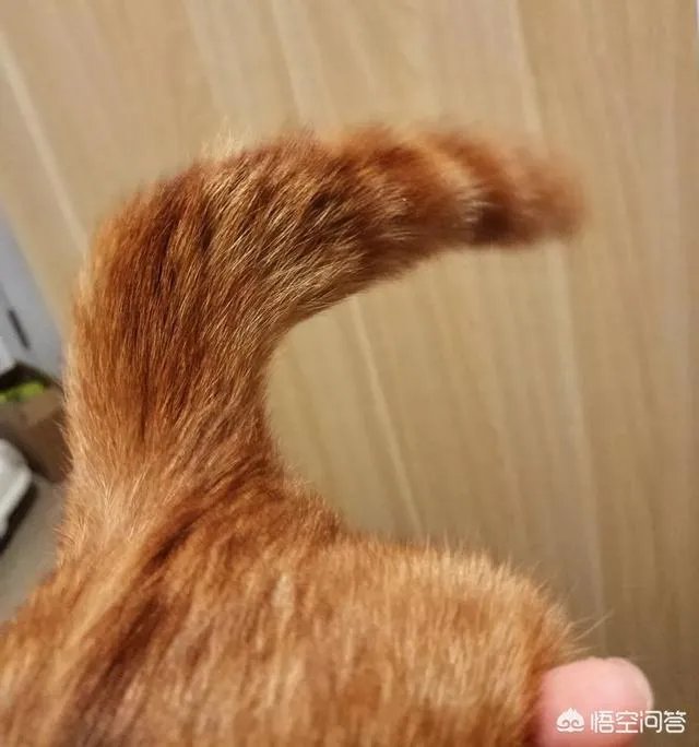 为什么不可以扯猫的尾巴？