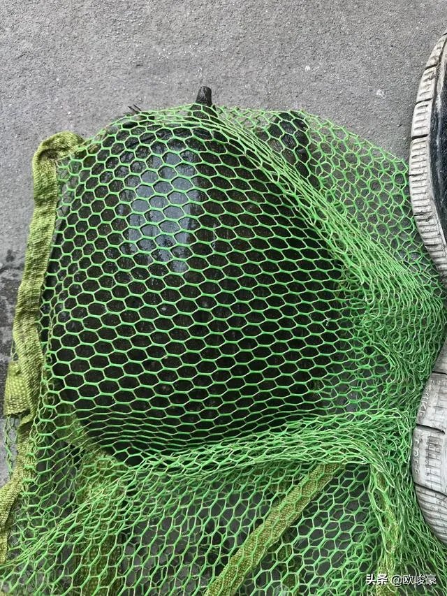 上海钓鱼为什么那么难？
