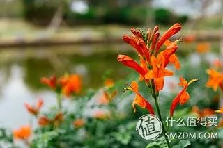 没有想象的那么美:Sony 索尼 QX1L镜头相机评测