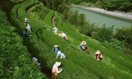 中国首次发现云南管蕊茶，这是一种什么茶叶？