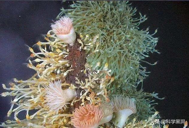 南极巨虫专吃腐烂的食物,南极巨虫对人类有危害吗?