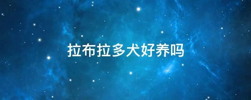 拉布拉多犬好养吗
