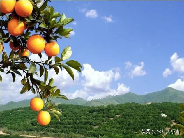 2019年赣南脐橙收购价格怎么样，现在有已经订掉的果农吗？