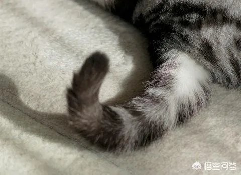 为什么不可以扯猫的尾巴？