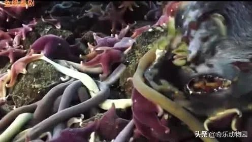 南极巨虫专吃腐烂的食物,南极巨虫对人类有危害吗?