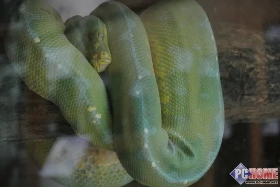 进入昆虫馆室内 提升ISO感光度800至1600