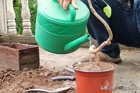 银杏盆景制作方法？