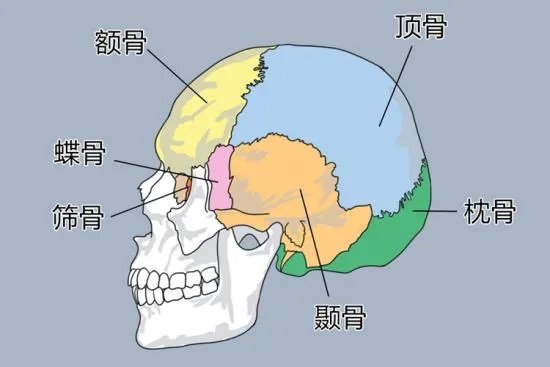 人的头骨结构图