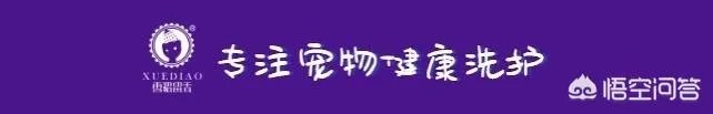 为什么不可以扯猫的尾巴？