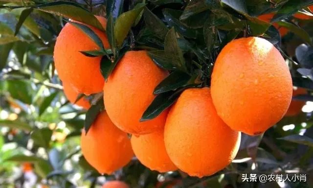 2019年赣南脐橙收购价格怎么样，现在有已经订掉的果农吗？