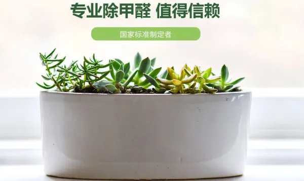 除甲醛十大品牌都是哪些？
