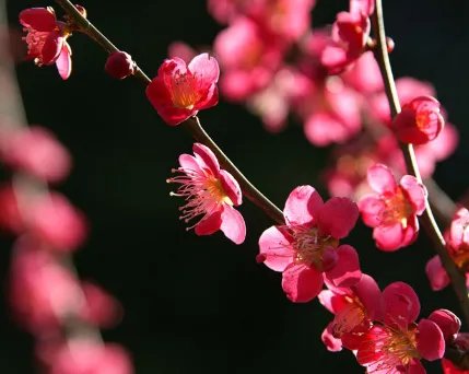 梅花邓丽君