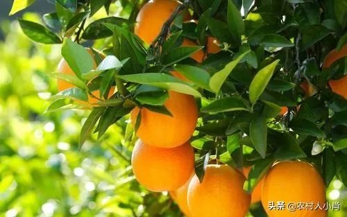 2019年赣南脐橙收购价格怎么样，现在有已经订掉的果农吗？