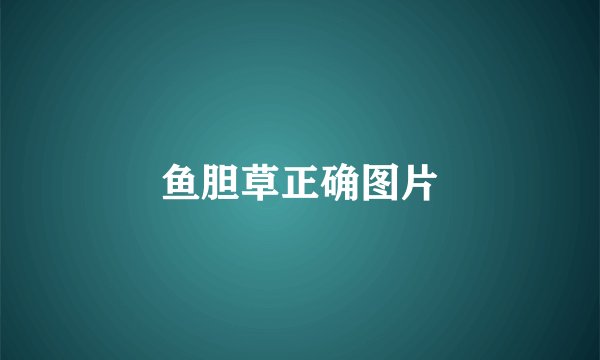 鱼胆草正确图片