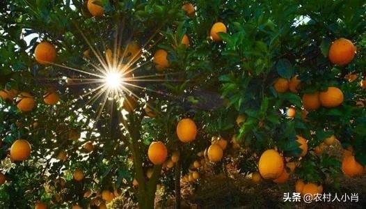 2019年赣南脐橙收购价格怎么样，现在有已经订掉的果农吗？