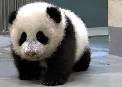 世界动物日是几月几号？