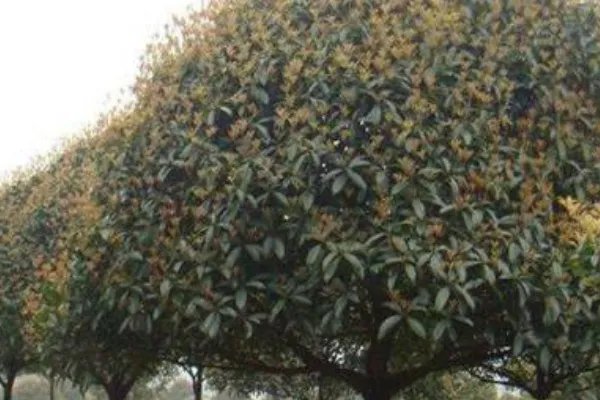 桂花树的价格