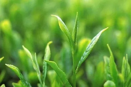 中国首次发现云南管蕊茶,这是一种什么茶叶?