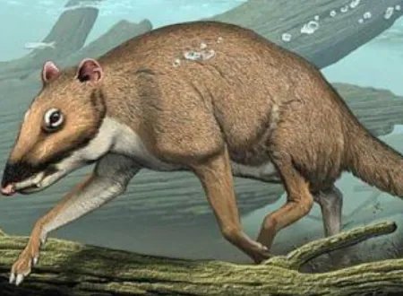鲸的祖先是什么？