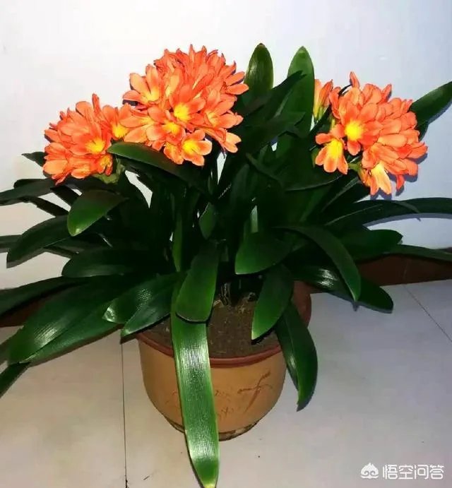 家庭养花自制花肥的办法有哪些?